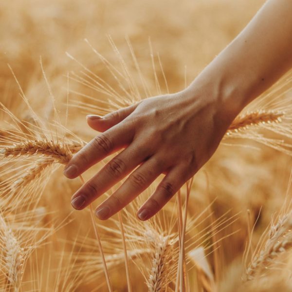 Самая выносливая пшеница в мире