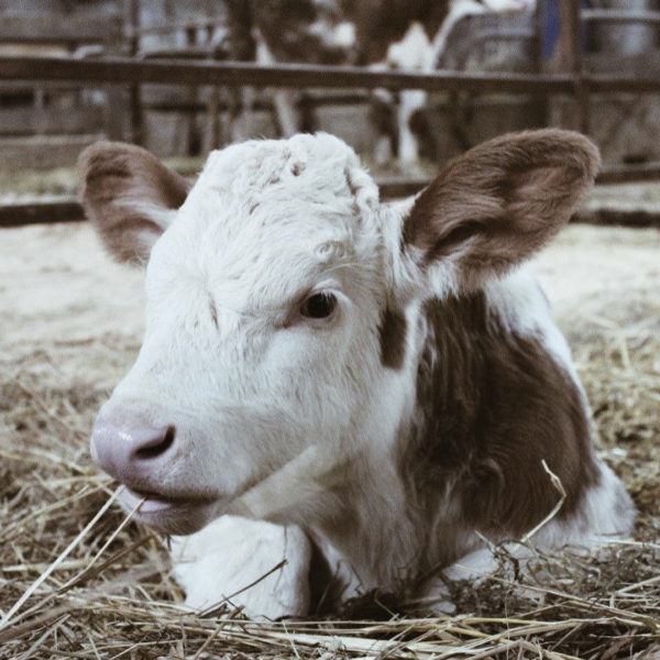 Впервые в России клонированная корова принесла потомство