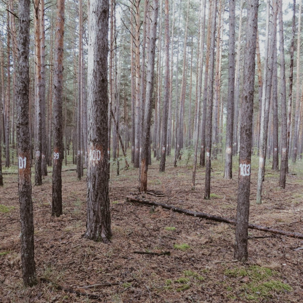 Способы гармонизации ведения лесного хозяйства – Алтайский ГАУ