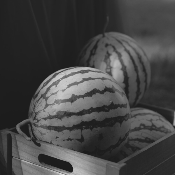 Новосибирские ученые выращивают арбузы со вкусом манго