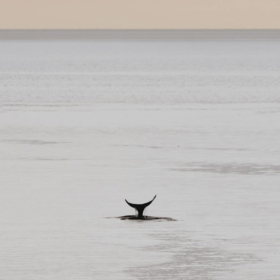 Почему киты и дельфины спасают людей