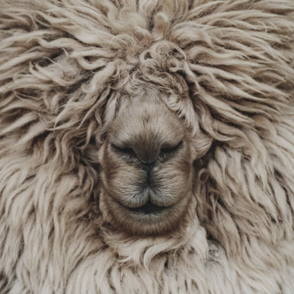Шерсть альпаки