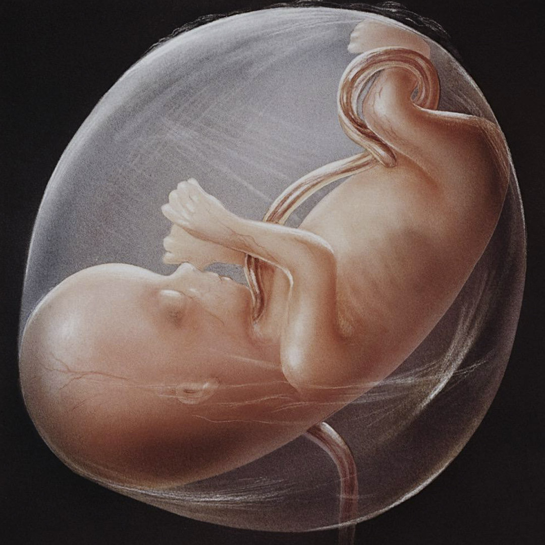 Ученые вырастили аналог человеческой почки внутри гибридного эмбриона