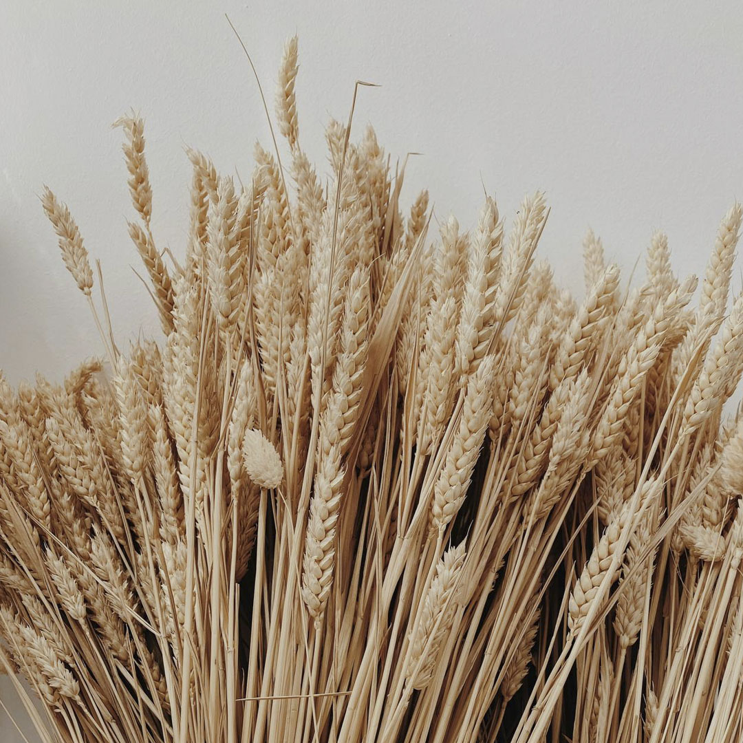 Учёные увеличат количество пшеницы с помощью новой базы данных