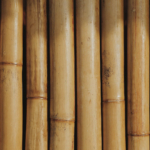 Студентка СПбГУПТД запускает стартап по использованию бамбука как нового строительного материала в России